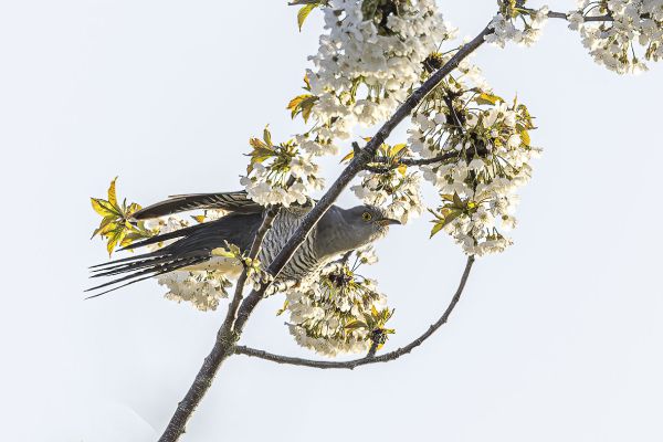Common Cuckoo
