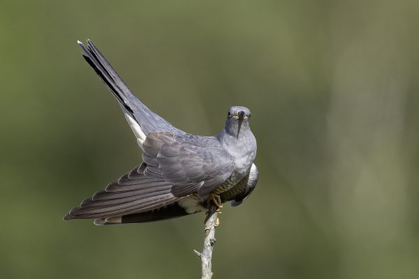 Commom Cuckoo