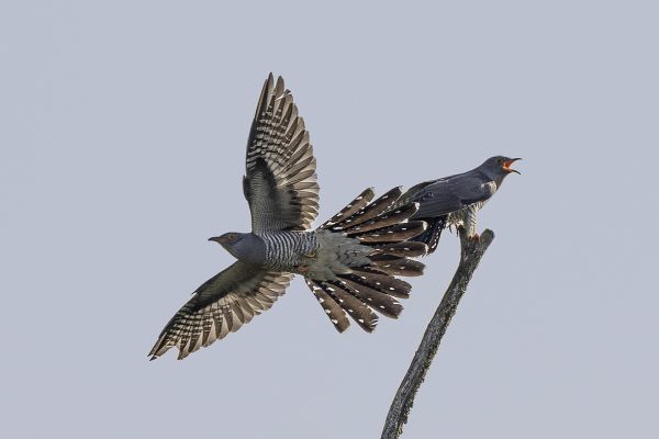 Commom Cuckoo