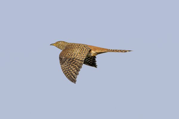 Common cuckoo
