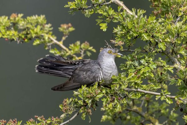 Commom Cuckoo