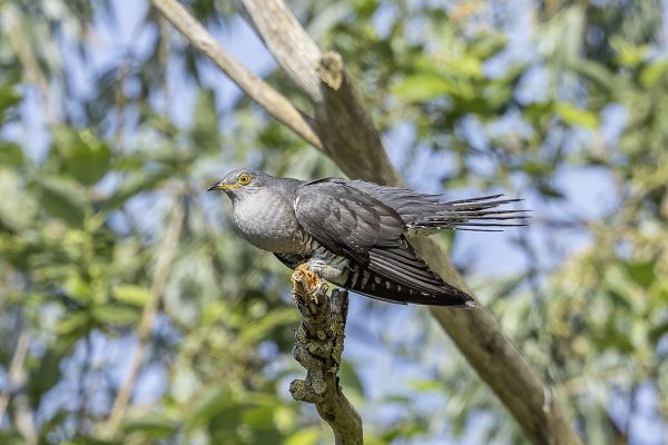 Common cuckoo