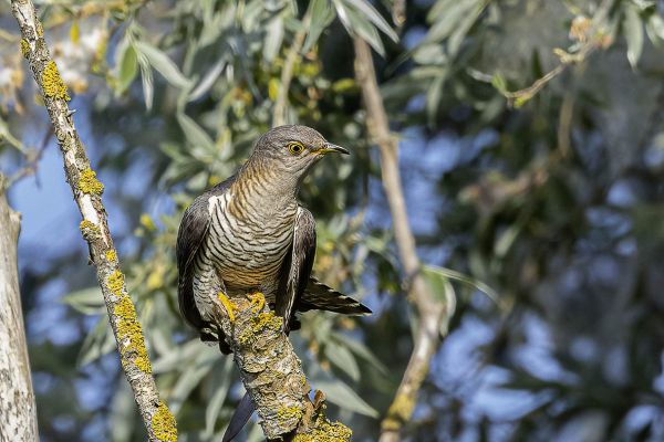 Common cuckoo
