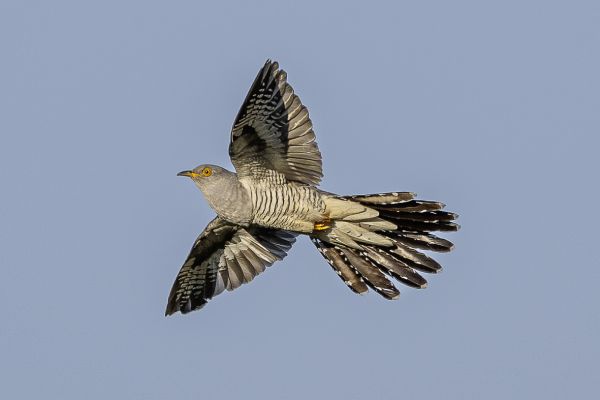 Common cuckoo