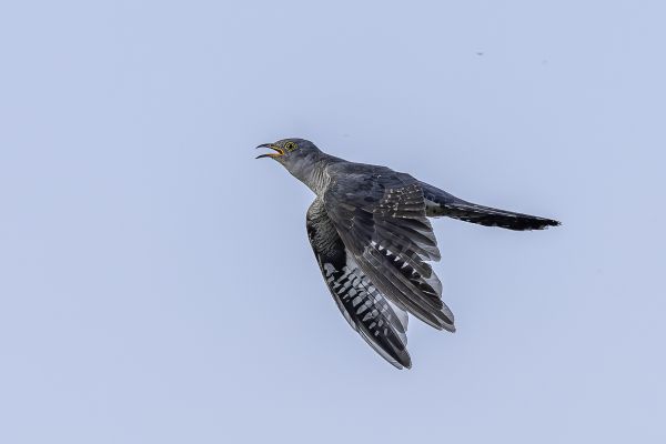 Common Cuckoo