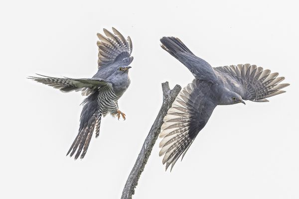 Common Cuckoo