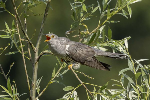 Common Cuckoo