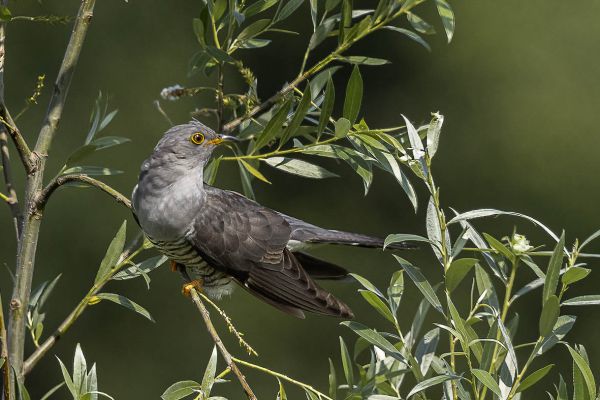Common Cuckoo