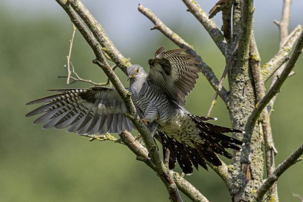 Common Cuckoo