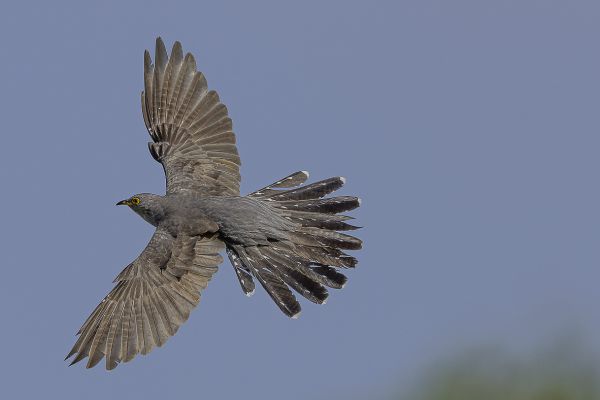Common Cuckoo