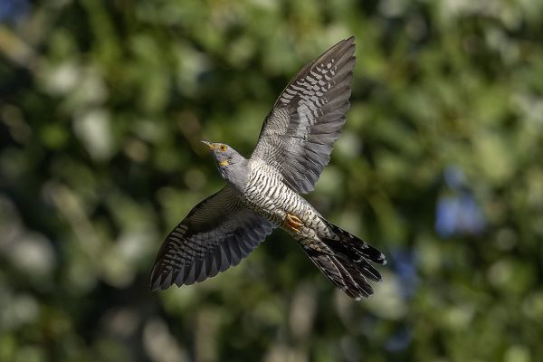 Common Cuckoo