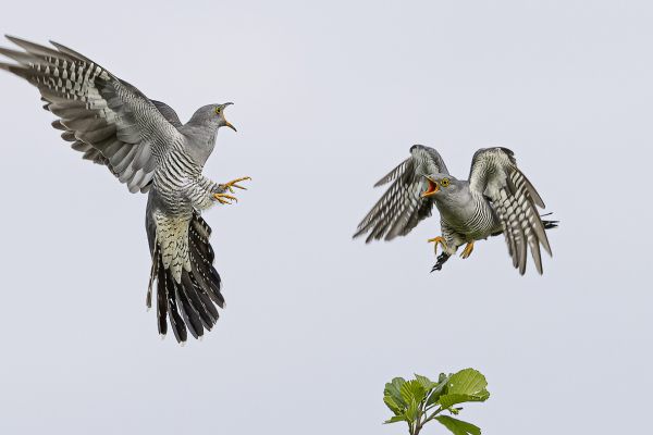 Common Cuckoo