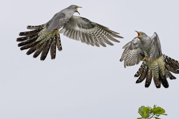 Common Cuckoo