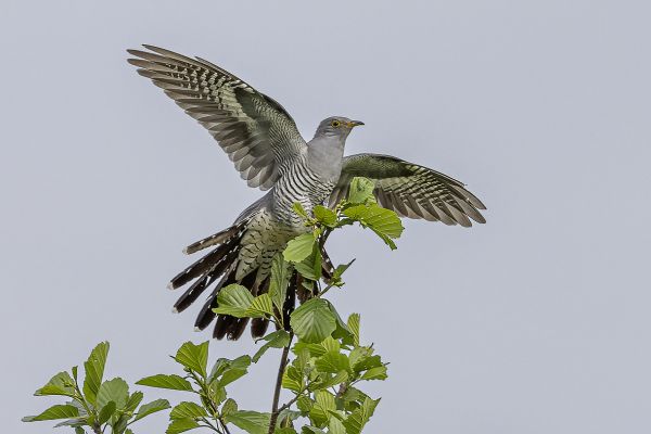 Common Cuckoo
