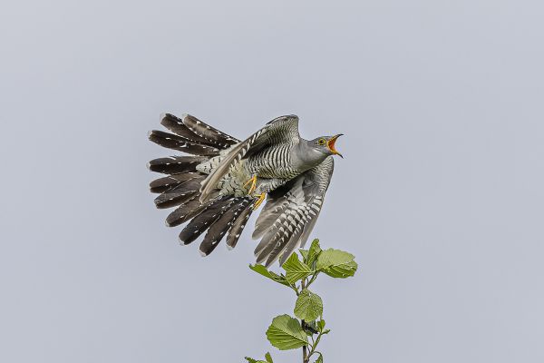 Common Cuckoo