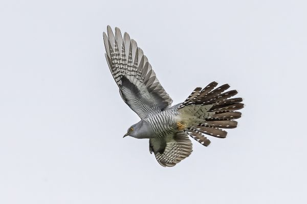 Common Cuckoo