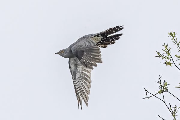 Common Cuckoo