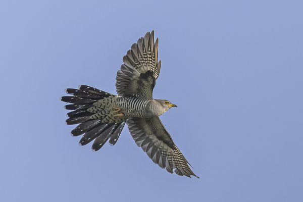 Common Cuckoo