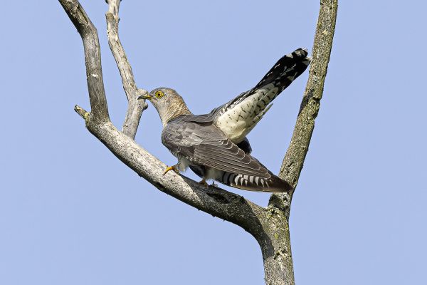 Common Cuckoo