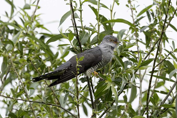 Common Cuckoo