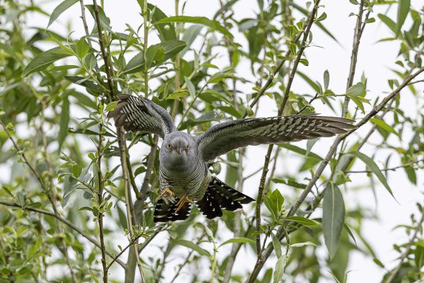 Common Cuckoo