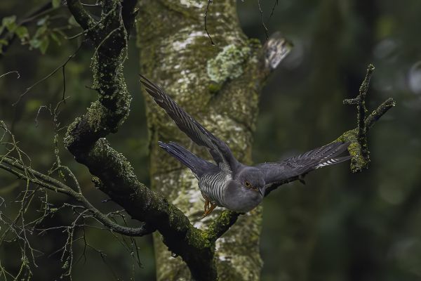 Common Cuckoo