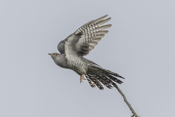 Common Cuckoo