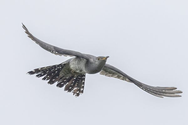 Common Cuckoo