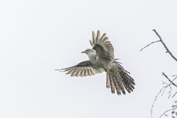 Common Cuckoo