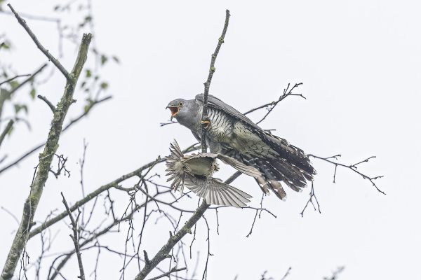 Common Cuckoo