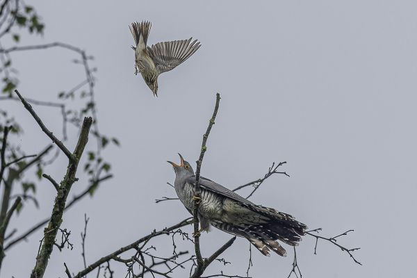 Common Cuckoo