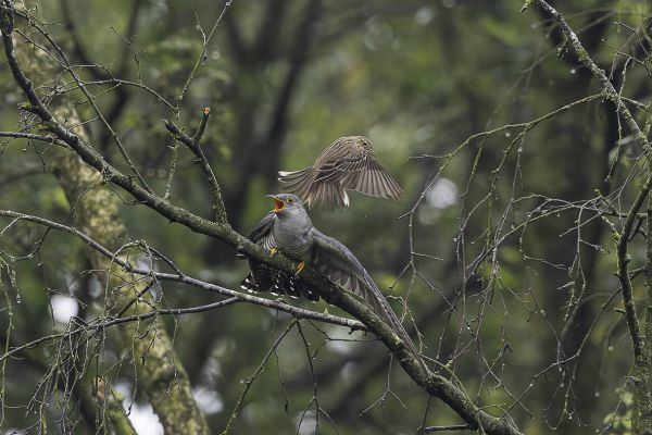 Common Cuckoo