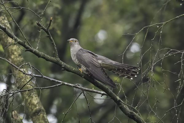 Common Cuckoo