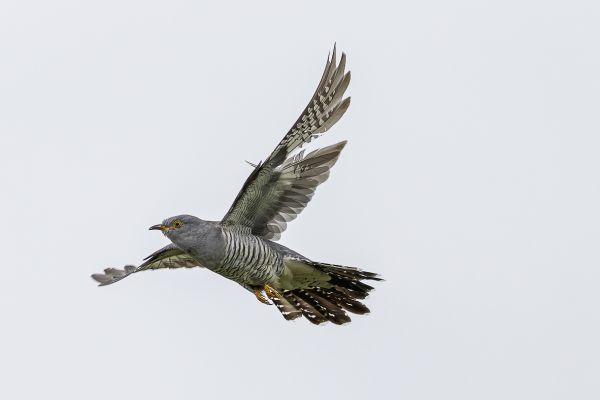 Common Cuckoo