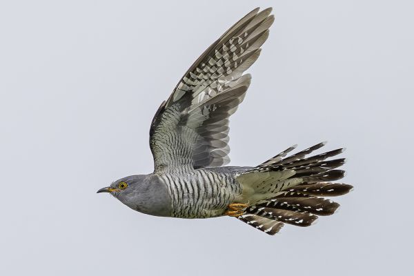 Common Cuckoo