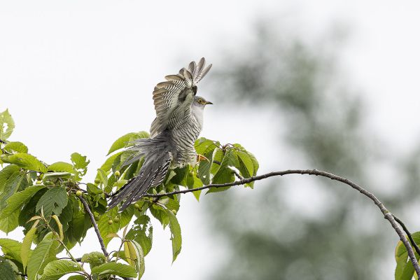Common Cuckoo