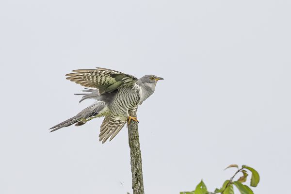 Common Cuckoo