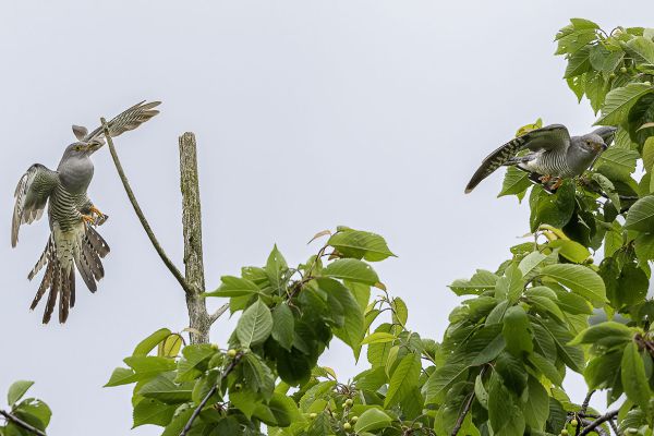 Common Cuckoo