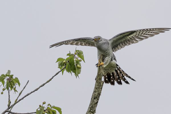 Common Cuckoo
