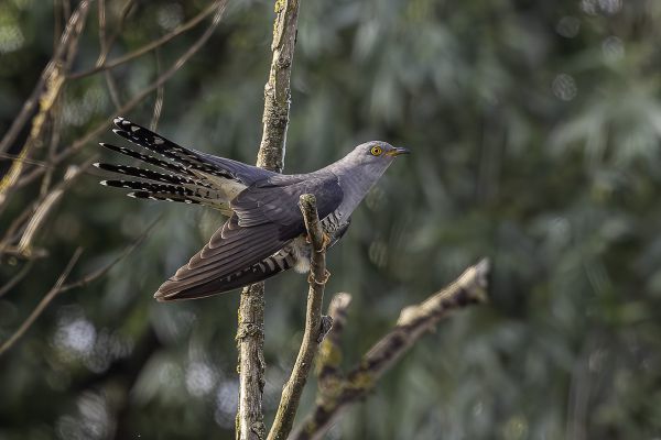 Common Cuckoo