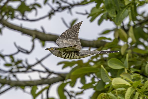 Common Cuckoo