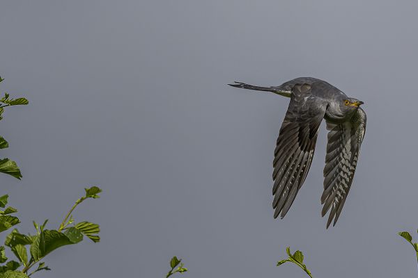 Common Cuckoo