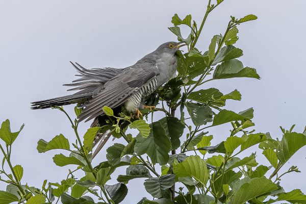 Common Cuckoo