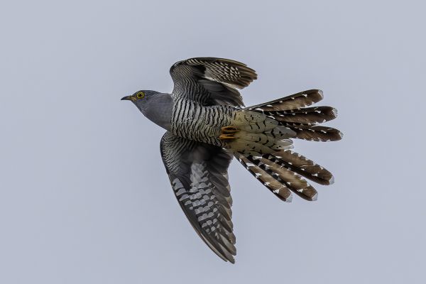 Common Cuckoo