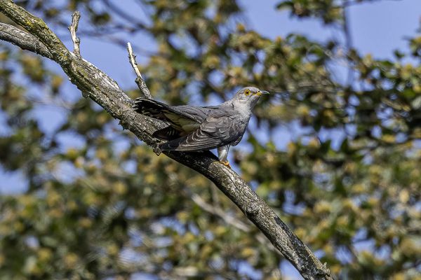 Common Cuckoo