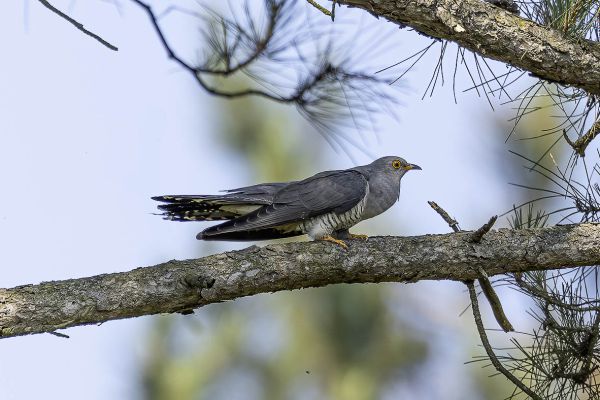 Common Cuckoo