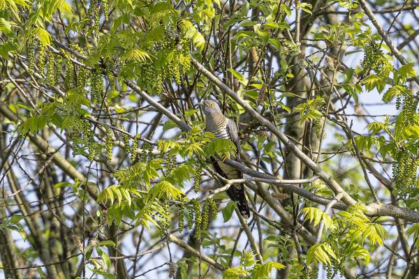 Common Cuckoo
