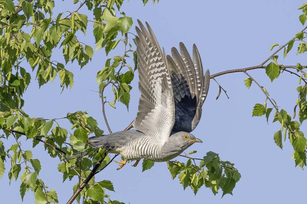 Common Cuckoo