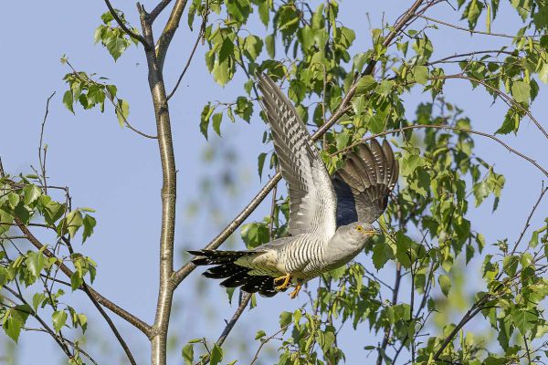 Common Cuckoo