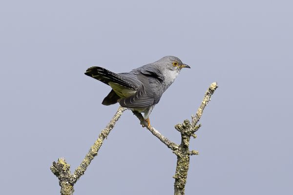 Common Cuckoo